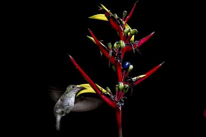Otra especie de colibrí busca su alimento en una flor encendida. El color rojo les atrae de sobremanera y carecen de olfato.
