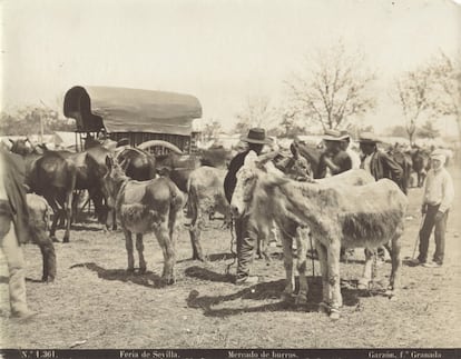 Mercado de burros en la Feria de Sevilla de 1898.