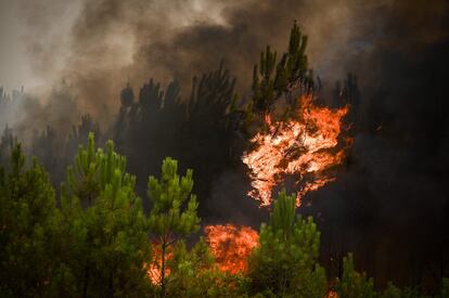 Pinos en llamas cerca de Saint-Magne, en un incendio que ha quemado casi 7.000 hectáreas desde martes en los departamentos de Gironda y las Landas.