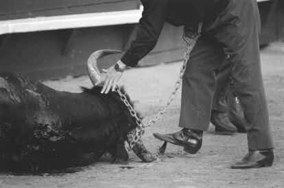 Un mozo de mulas coloca la cadena en la cornamenta de un toro muerto, durante la Feria de Fallas de Valencia de 1989.