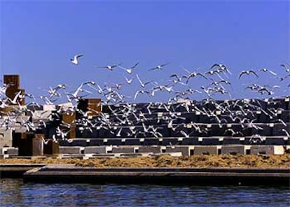 Gaviotas volando sobre una de las zonas del Frum.