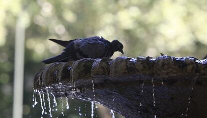 Una paloma se refresca en una de las fuentes de Madrid. 