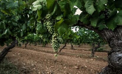 El vino: teórico negocio que da prestigio y 'ego' pero que requiere inversión, ojo, tino, años y suerte.