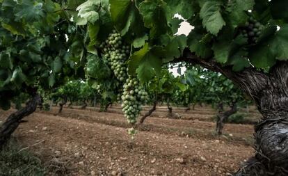 El vino: te&oacute;rico negocio que da prestigio y &#039;ego&#039; pero que requiere inversi&oacute;n, ojo, tino, a&ntilde;os y suerte. 