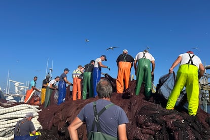 Los pescadores recogen la sardina ibérica capturada en el puerto de Matosinhos, en Oporto, el 15 de julio.