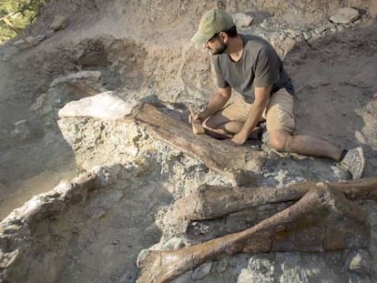 Una imagen de los huesos encontrados junto al paleontólogo Fernando Escaso.