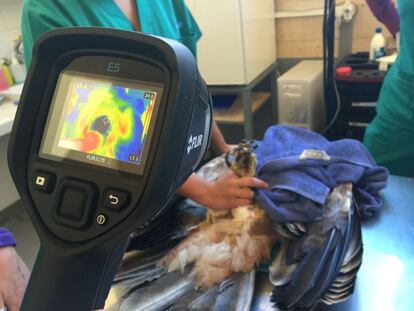 Comprobación térmica a un águila imperial en el hospital de fauna de GREFA para saber si está electrocutada.