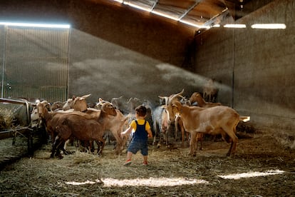 Simón, en una granja de cabras. Quesería El Rañal, Perales del Puerto (Cáceres), 2020.