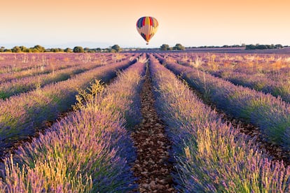 Un globo sobre una plantación de lavanda en Brihuega, en la provincia de Guadalajara.