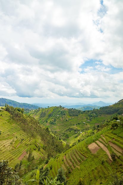 El Parque Nacional de Nyungwe, en Ruanda.