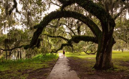 Uno de los caminos que recorren el City Park de Nueva Orleans.