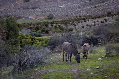 Un par de burros se alimenta entre árboles secos, en el terreno de Zoila Quiroz.
