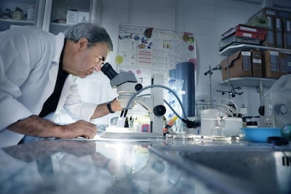 Hernández observa una muestra en el microscopio.