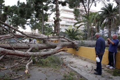 Dos viandantes observan un rbol abatido por el viento en Benicssim.