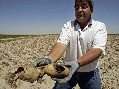 Félix Martín muestra las patatas de su parcela agujereadas por los topillos en Fuentes de Año (Ávila).