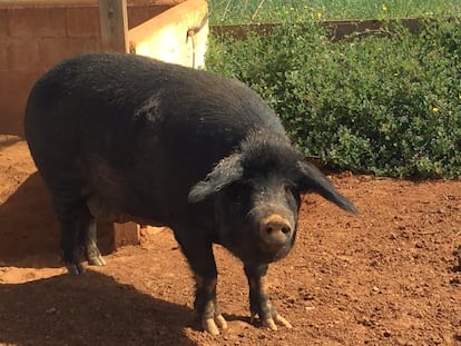 Historia de un cerdo: el “porc negre” ibicenco