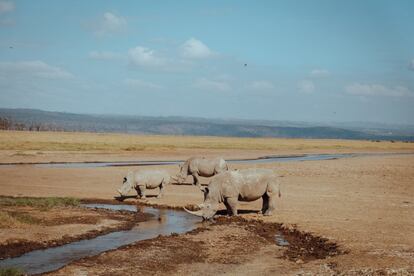 El informe de IPBES identifica y, por primera vez clasifica, los cinco impulsores directos —que también se han acelerado en los últimos 50 años, según las investigaciones— de los cambios en la naturaleza con mayor impacto relativo global. En la imagen, una familia de rinocerontes en peligro de extinción beben agua de un río en el Parque Nacional Nakuru en Kenia.