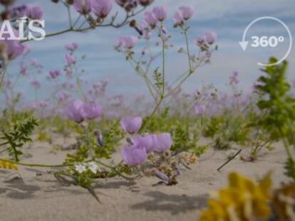 Las inusuales lluvias disparan el florecimiento de más de 200 especies nativas de plantas