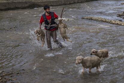 Un pastor de Cachemira lleva a sus corderos después de rescatarlos de ser arrastrados mientras cruzaba un arroyo con su rebaño, en el pueblo de Harshan, India.