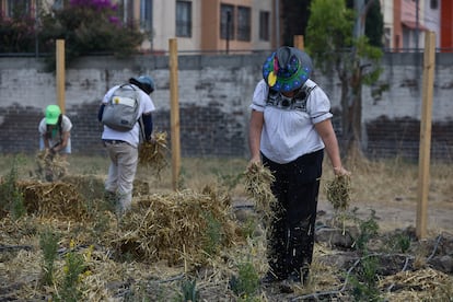 Los voluntarios esparcen paja a las plantas para mantener la humedad.