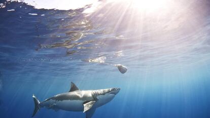 Tiburon blanco en Guadalupe