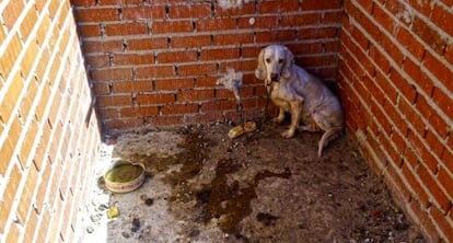 Uno de los perros hallados de la finca de Villa del Prado.