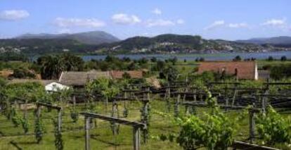 Fotografía facilitada por el Consejo Regulador de la Denominación de Origen Rías Baixas, que cumple 25 años de su aprobación con una "evolución espectacular". Sus vinos, los albariños, han pasado de ser "unos desconocidos", incluso en España, a convertirse en "el blanco de moda en Estados Unidos".