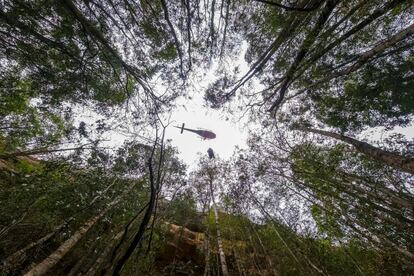 Un helicóptero sobrevuela mientras un equipo especializado de bomberos y personal de parques inspeccionan los 'Wollemi Pines', en peligro de extinción, en busca de daños causados por los incendios forestales en el Parque Nacional Wollemi, (Australia).