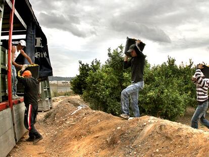 Miembros de una cuadrilla de jornaleros carga fruta en un cami&oacute;n en un campo de naranjas.