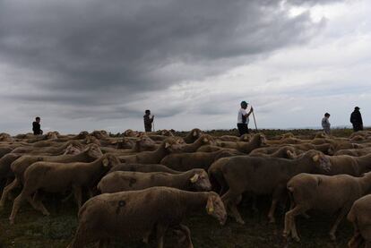 Un grupo de pastores a su paso por la sierra de Oncala, en Soria.
 