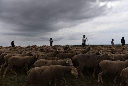 Un grupo de pastores a su paso por la sierra de Oncala, en Soria.