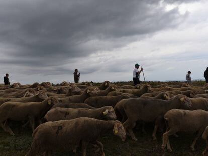 Un grupo de pastores a su paso por la sierra de Oncala, en Soria.