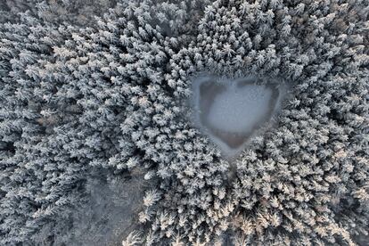 Entre los pinos congelados emerge un lago helado en forma de corazón.