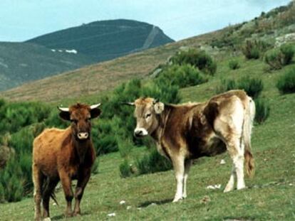 Dos terneros, temporalmente <i>indultados</i> por la Junta de Castilla y León, el pasado viernes 7 en el monte de Llamas de la Cabrera.
Dos vacas muertas en la <i>cacería</i> del pasado sábado, día 1.