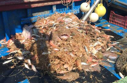 Imagen de una de las muestras analizadas en el estudio, cedida por el ICM-CSIC y el grupo de investigación SeaHealth de la UdG