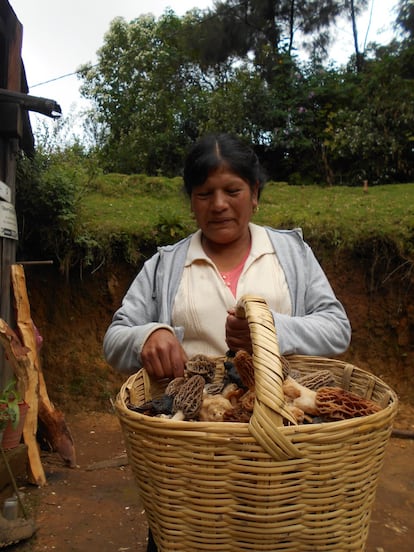 Esta foto muestra a Rosenda, una de las mujeres tlahuica pjiekakjoo. En su mano izquierda, nos muestra el hongo de olotito o mazorquita (Morchellasp), una especie muy apreciada dentro del pueblo pjiekakjoo por su exquisito sabor. En la comunidad existe una parte de la amplia diversidad de hongos comestibles silvestres que aún se conoce, consume y comercializa. Nuestra comunidad es una de las comunidades más micófagas de México y el mundo, al consumir más de 160 especies de hongos comestibles. La mayoría de las mujeres de la comunidad aprendieron desde niñas a reconocer y recolectar los hongos comestibles silvestres, las veredas, los parajes, los tipos de bosques en los que fructifican, y el patrón fenológico gracias a la enseñanza de su madre. Según la FAO, existen cerca de 185 millones de mujeres indígenas en el mundo, quienes a través de actividades sociales y productivas contribuyen en gran medida al desarrollo sostenible de sus comunidades. Sin embargo, esta contribución no siempre es reconocida. Esta imagen recibió mención de honor.