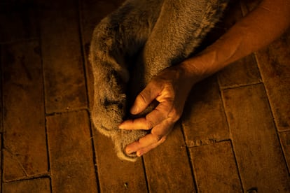 Kai Pacha sostiene la pata del puma Estanislao Monte.