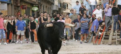 Imagen de unos festejos de `bous al carrer&acute; en la provincia de Castell&oacute;n.