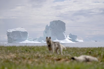 Perros de trineo descansando cerca de Qeqertarsuaq (Groenlandia), el 30 de junio de 2024.