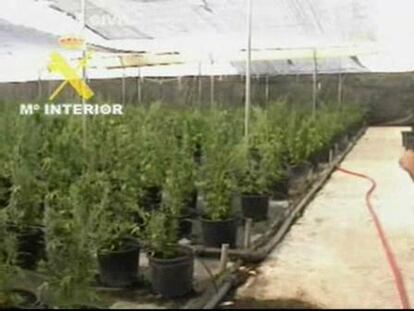 Descubierta una macroplantación de marihuana en El Escorial, Madrid