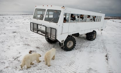 Un coche especial por el Churchill National Park (Canadá) para ver osos polares.