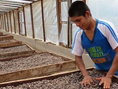 Un pequeño productor nicaragüense en el proceso de secado del cacao