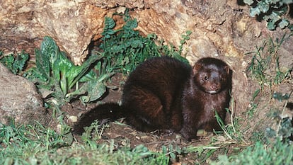 El 'mustela vison' o visón americano es un gran depredador que no le hace ascos a nada: animales acuáticos, terrestres, aves... Suele vivir en las riberas de los ríos aunque puede estar presente en entornos tanto de agua dulce como marina. Su piel, de mayor calidad que la del visón europeo, fue el motivo por el que llegó hasta Europa. A finales de los años 50 se registraron varios escapes y sueltas de granjas peleteras en Segovia y Pontevedra. Actualmente, hay cinco núcleos de visón en la península, todos ellos en expansión. Más grande y fuerte que la especie autóctona, ha arrinconado al visón europeo hasta reducirlo a animal en peligro de extinción. "El ganador siempre es el americano", afirma el Ministerio de Medio Ambiente refiriéndose al enfrentamiento entre los dos tipos de visones.