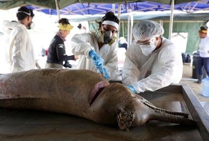 In recent days, around 100 pink dolphins have died in Lake Tefé. The bodies of at least 70 of them came to the surface when the lake water reached 39 degrees Celsius. In this image, researchers from the Mamiraua Institute perform a forensic analysis of a pink dolphin, who was killed during the heatwave.