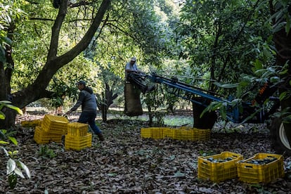 Trabajadores cosechan aguacates en Peribn (Estado de Michoacn), en febrero de 2022.