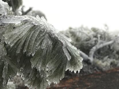 Lo que se ve en esta fotografía no es nieve. La cencellada aparece en zonas muy húmedas, cerca de los ríos, de grandes embalses y en áreas de interior donde las temperaturas se desploman de madrugada.