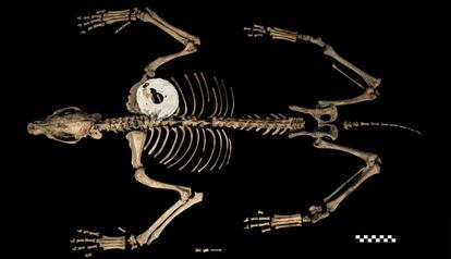 Lobo con un disco de oro en la espalda, hallado en el Templo Mayor. La imagen fue presentada en un congreso de arqueología en Albuquerque (Nuevo México, Estados Unidos), en abril.