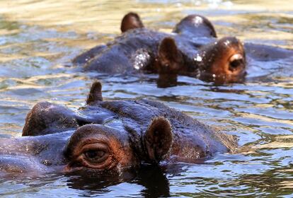 Los hipopótamos se pasan la mayor parte del día a remojo para mitigar el fuerte calor que reina en el exterior.