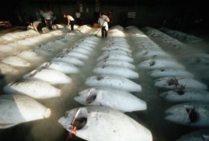 Atunes congelados en el mercado de pescado de Tsukiji, en Tokio.