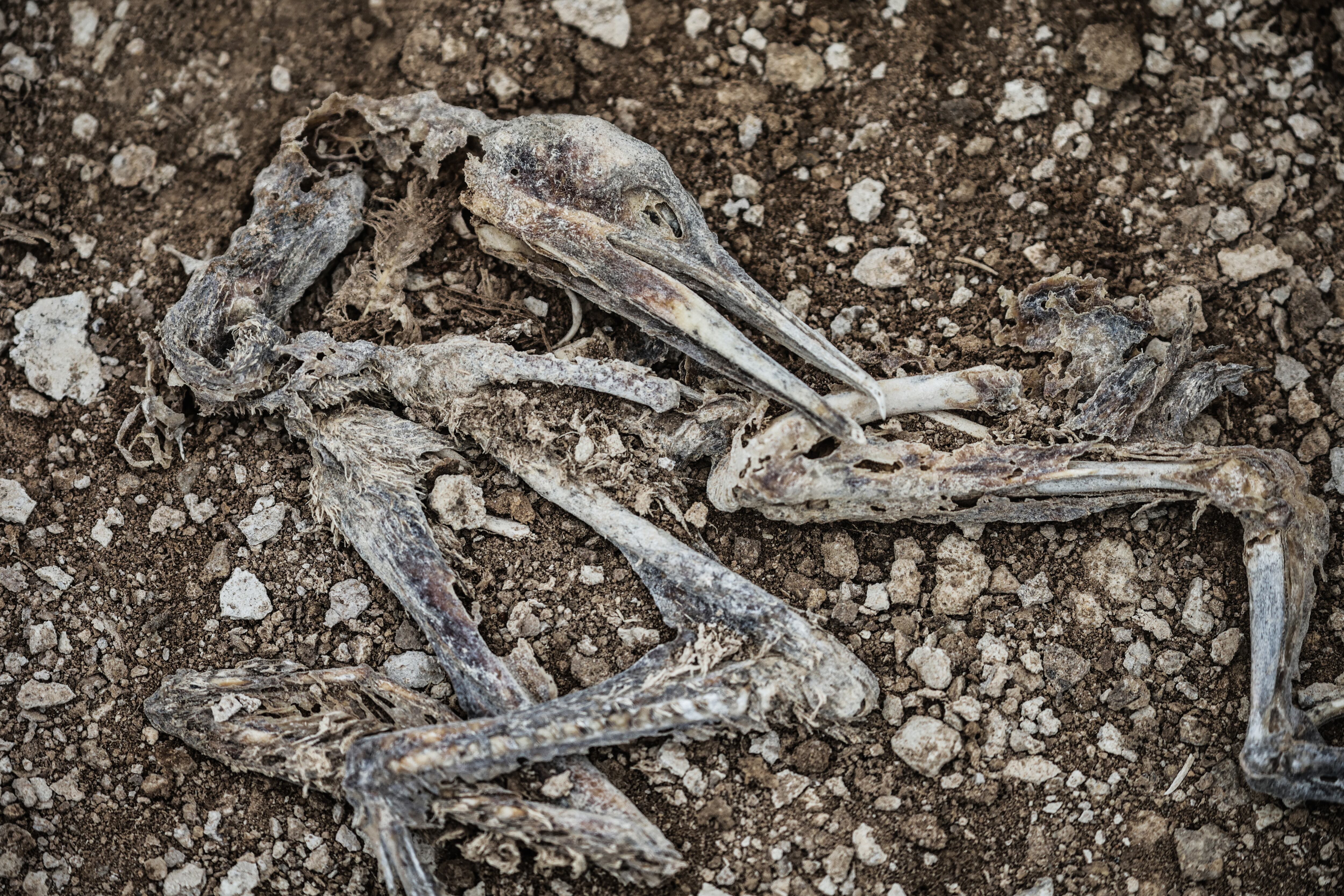 Restos óseos de un piquero guanero, en la costa de Perú, en julio de 2025.